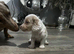 Isabella pied male miniature dachshund