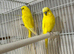 Yellow latino buddie 2 male