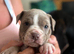 5 Bulldog/collie pups for sale