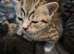 Beautiful Bengal Cross Kittens