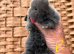 Mini lop pure bred