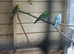 2 pairs budgies