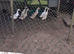 8 runner ducks for sale