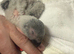 Hand reared Congo African grey