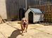 Bully breed cross