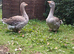 A pair of Toulouse Geese