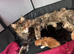 Maine coon
