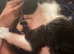Kitten for sale