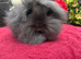 Lionhead Baby Bunnies