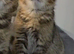 Beautiful Scottish fold/straight kittens