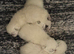 Colourpoint Exotic Shorthair Kittens