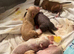 Chinese crested puppies