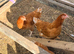 ISA Brown hens