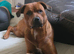 1 year old staffy cross rottie