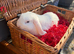 Male lops for sale - UNNEUTEREF