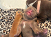 3 stunning female English bulldogs available