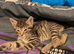 Kitten