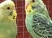 2 10 week old budgies almost positive there both hens