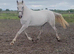 Registered irish draft mare