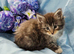 4 mainecoon babies ready 17/10/26