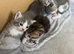 4 Adorable Mixed-Breed Kittens 2 Girls & 2 Boys