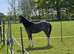 Project for the Future 2yr Welsh A Gelding with full papers