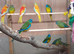 Turquoisine parakeet  pairs only