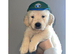 3 Gorgeous golden retriever males for sale