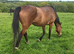 Bay mare
