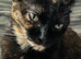Sweet tortie