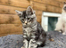 Maine Coon kittens only two left