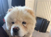 Barnaby the chow chow