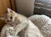 Kittens Ready for Their Forever Homes