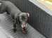 Daisy the dachshund