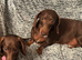 Chocolate male dachshund