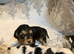 King Charles spaniel’s