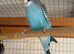 Blackwing split blackface budgie
