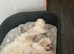 Adorable Bichon Puppies Looking for Their Forever Homes!