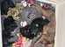 Exceptional Labrador retriever puppies