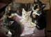 Stunning kittens