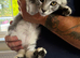 Maine Coon Kitten