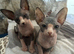Blue and cream Canadian sphynx
