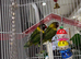 Pair of love birds with cage
