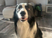 STUD ONLY 3 year old full breed border collie