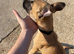 Belgian malinois