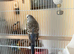 Young friendly cock budgerigar