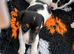 Traditional Mini Jack Russell pups