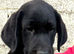 Labrador pups from working lines
