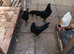 Sumatra chicken for sale