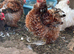 Millefleur Pekin bantam chickens
